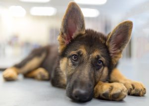 “I’ve Owned 5 German Shepherds, and Here Are 4 Mistakes to Avoid” Picture