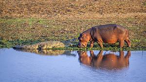 This Crocodile Looks So Small Next To This Massive Hippo Picture