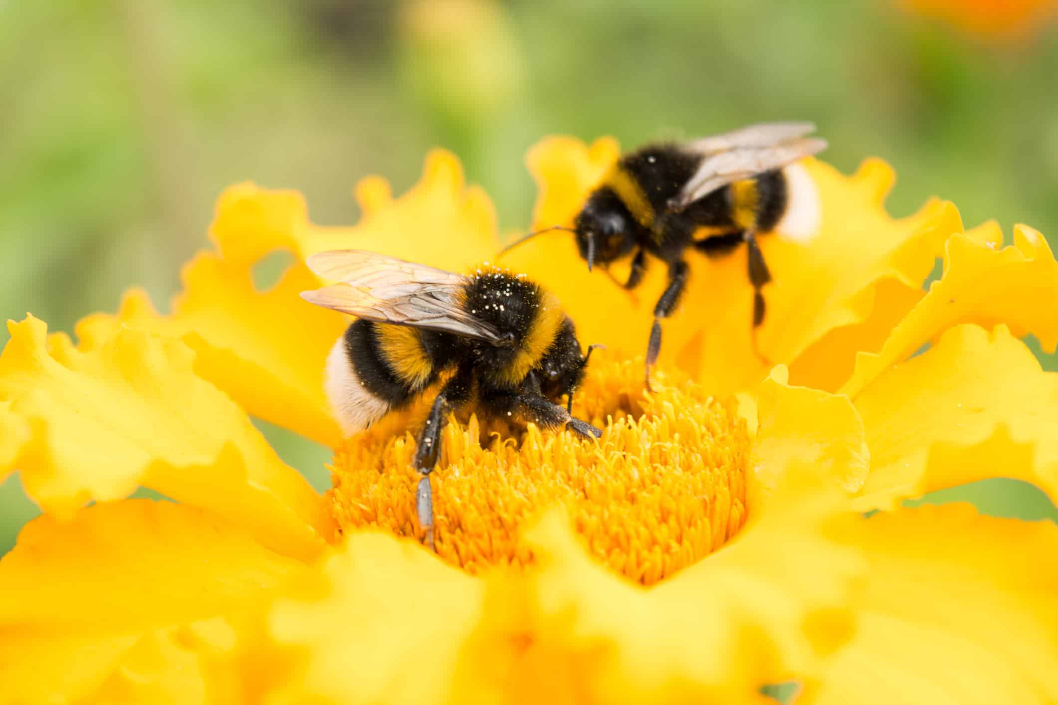 bumblebee on a yellow flower collects pollen, selective focus