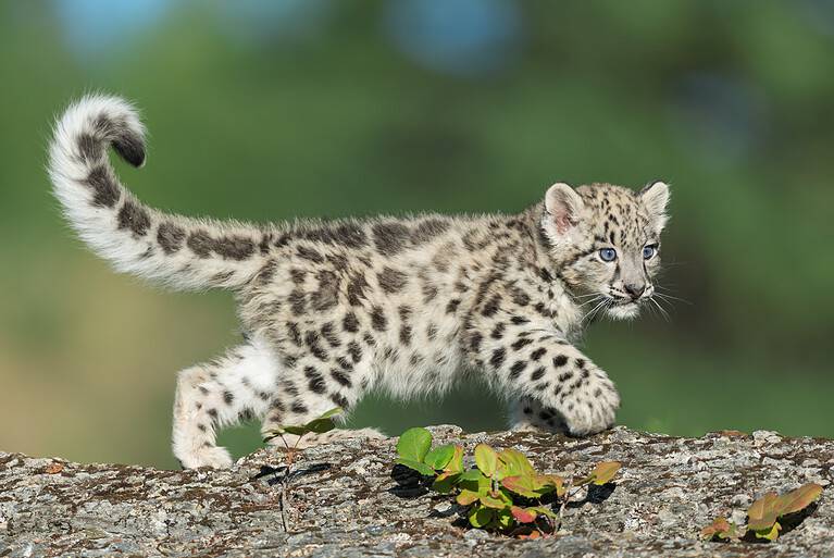 Snow leopard kitten