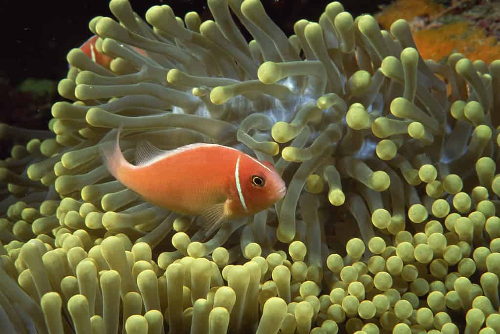 Clownfish by anemone