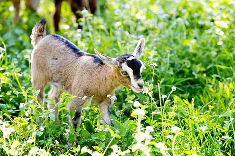 Young beige miniature goat kid, part pygmy in meadow