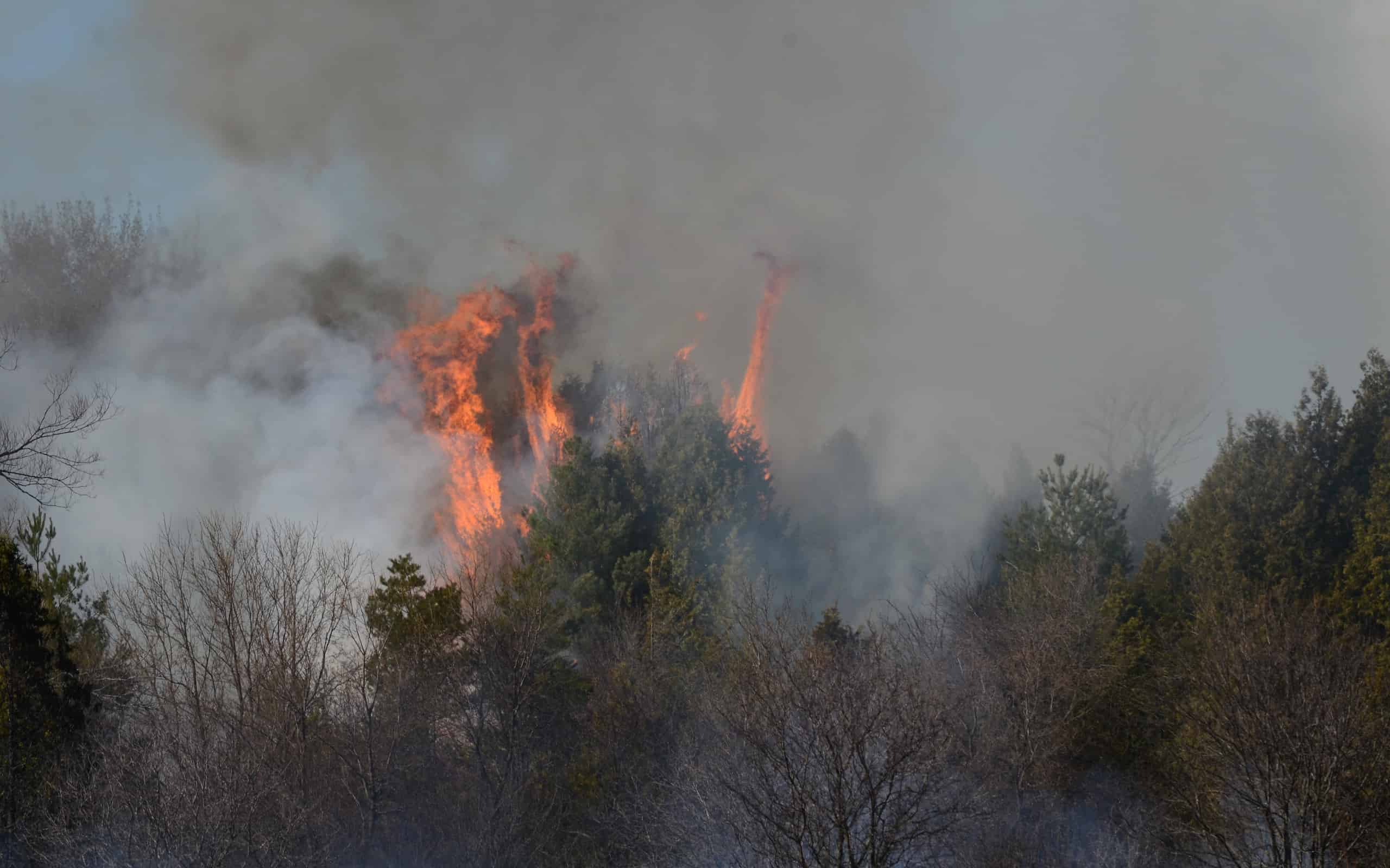 Wild fire and burning meadow grass