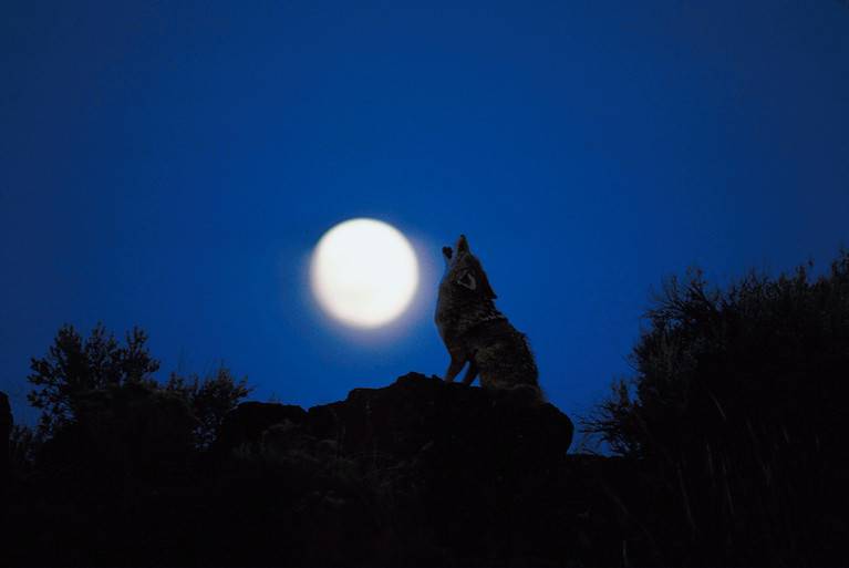Coyote howling