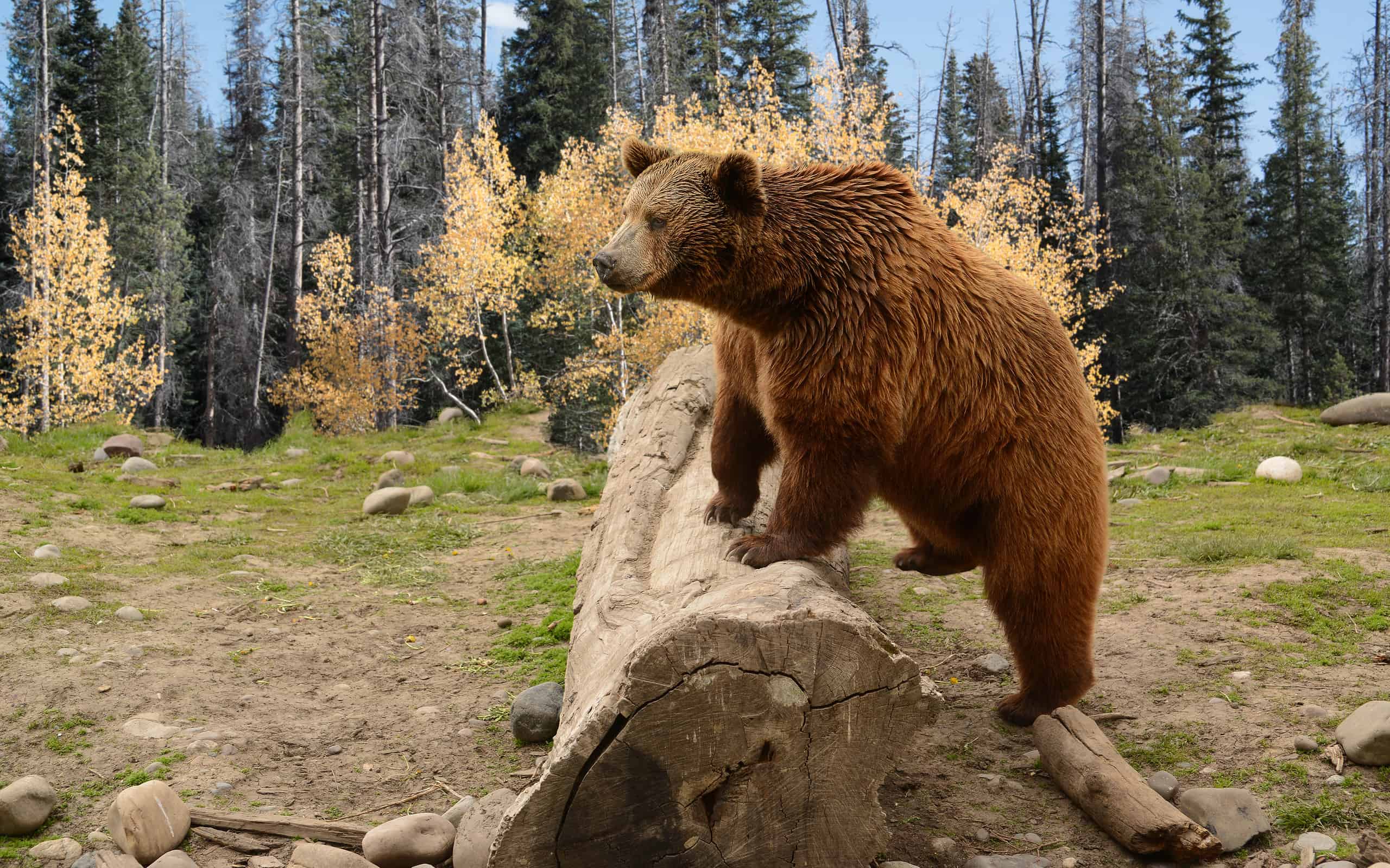 Grizzly bear climbing over a log in fall wood in Montana