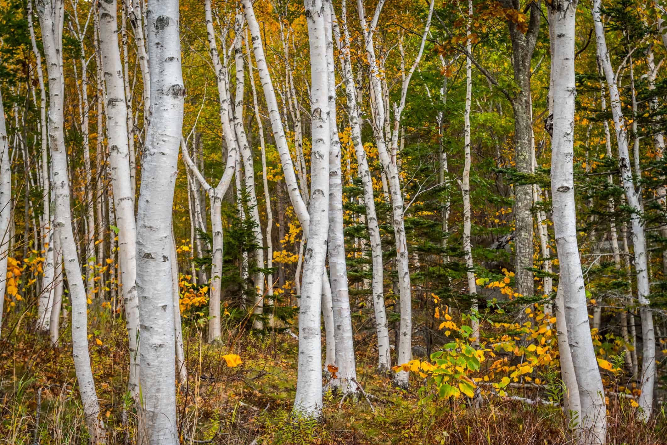 Forest of White Paper Birch Tree Trunks