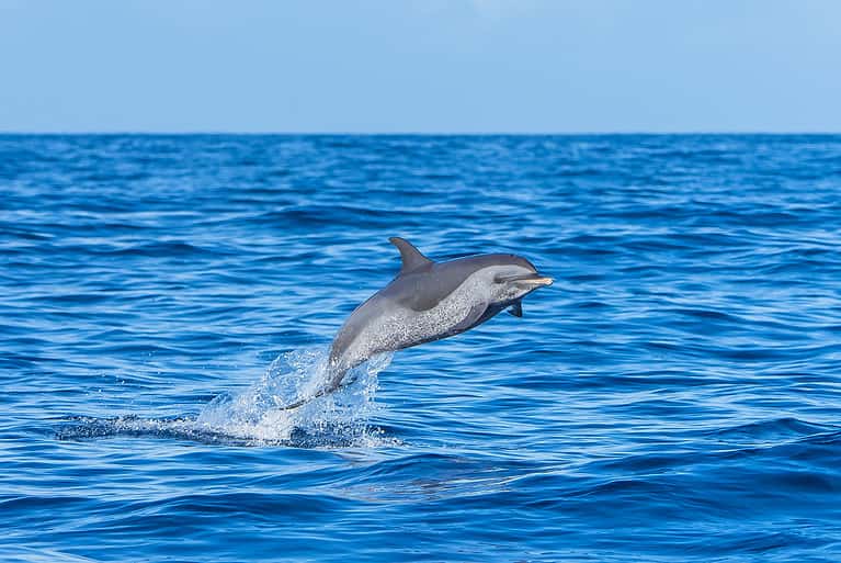 Pan tropical spotted dolphin, dolphin