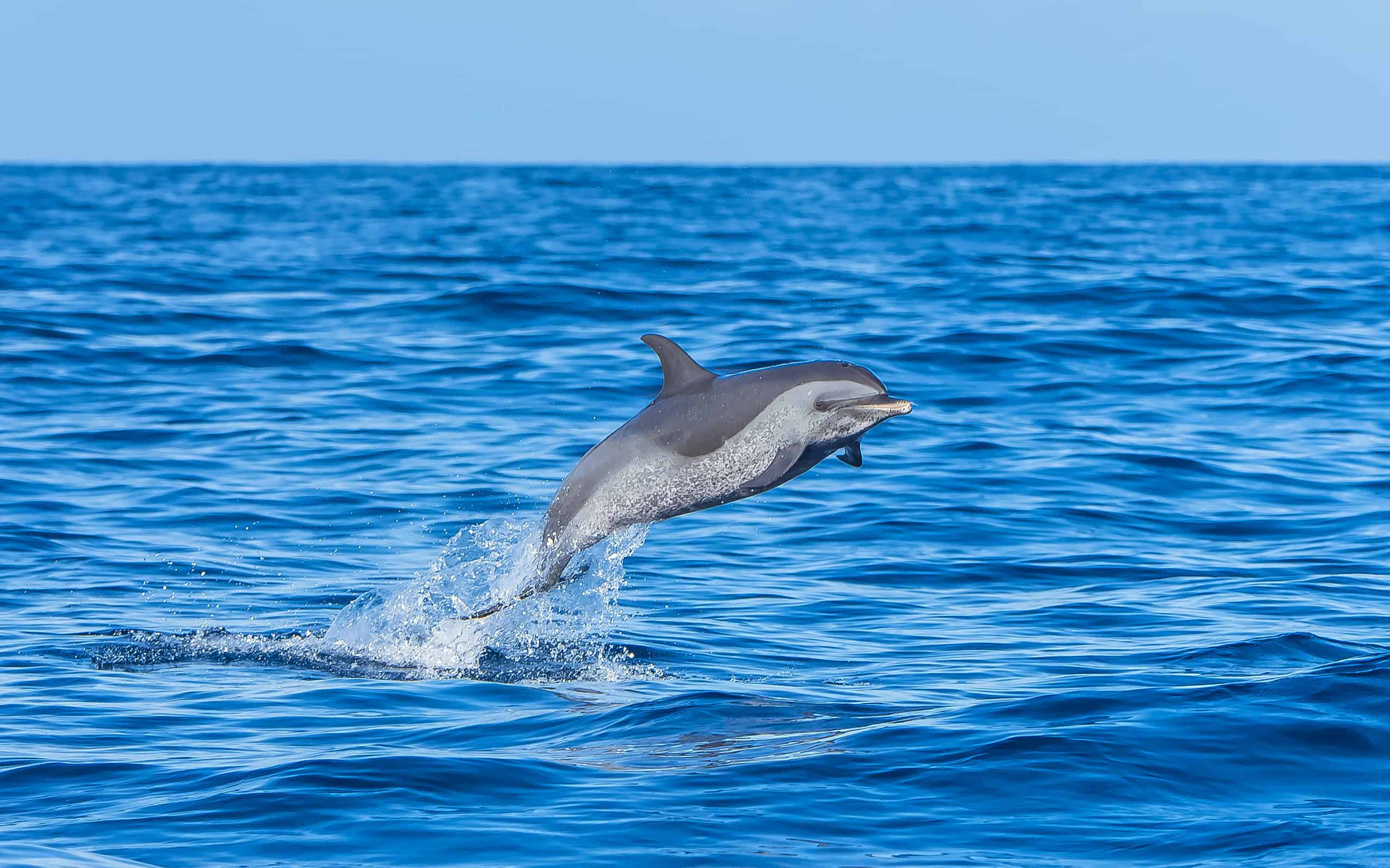 Pan tropical spotted dolphin, dolphin