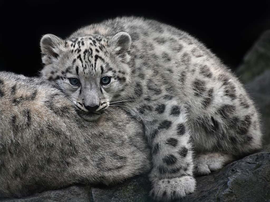 Close up snow leopard cub resting on mother