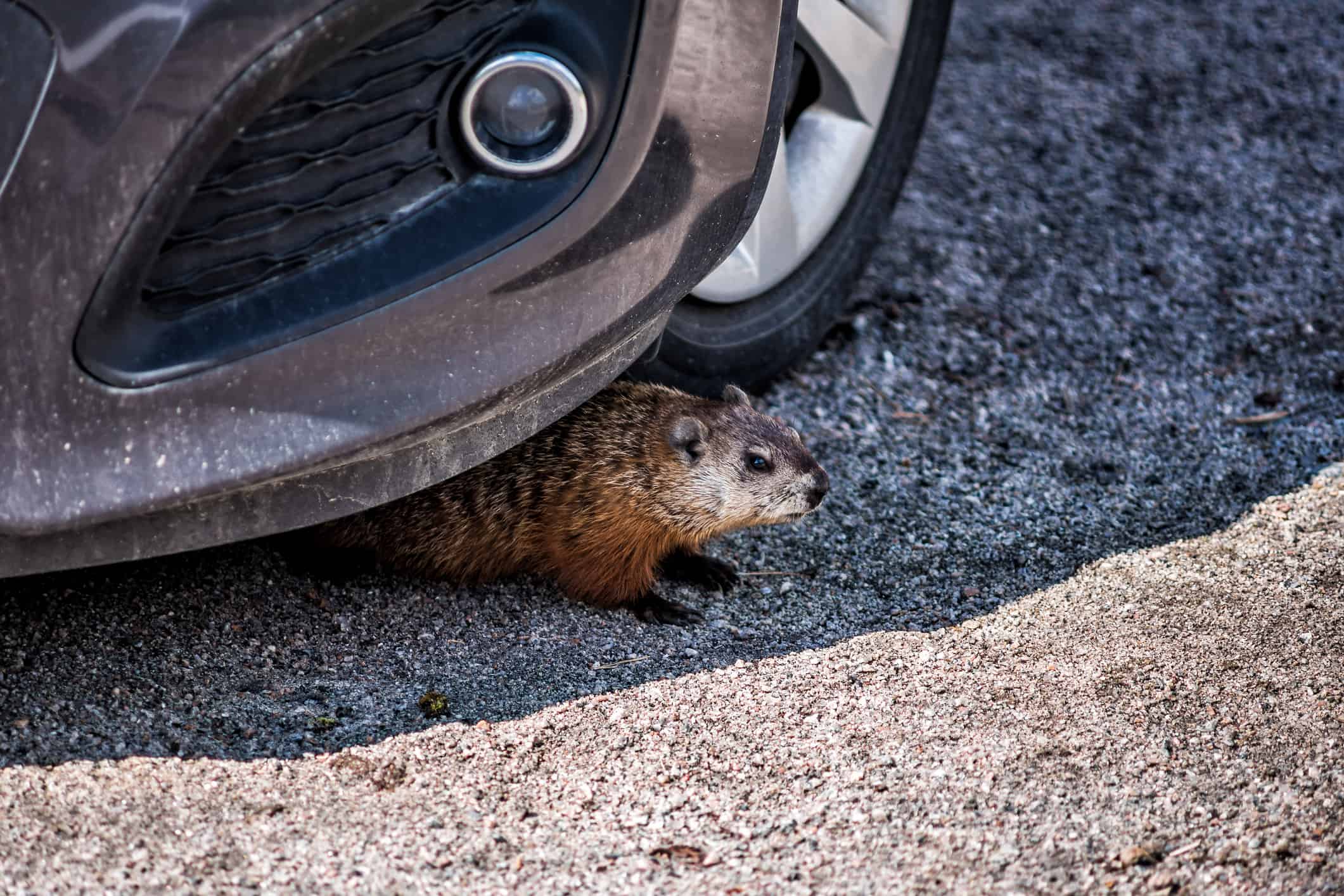 Closeup of rodent, woodchuck, muskrat or groundhog hiding under car by tire in shadow