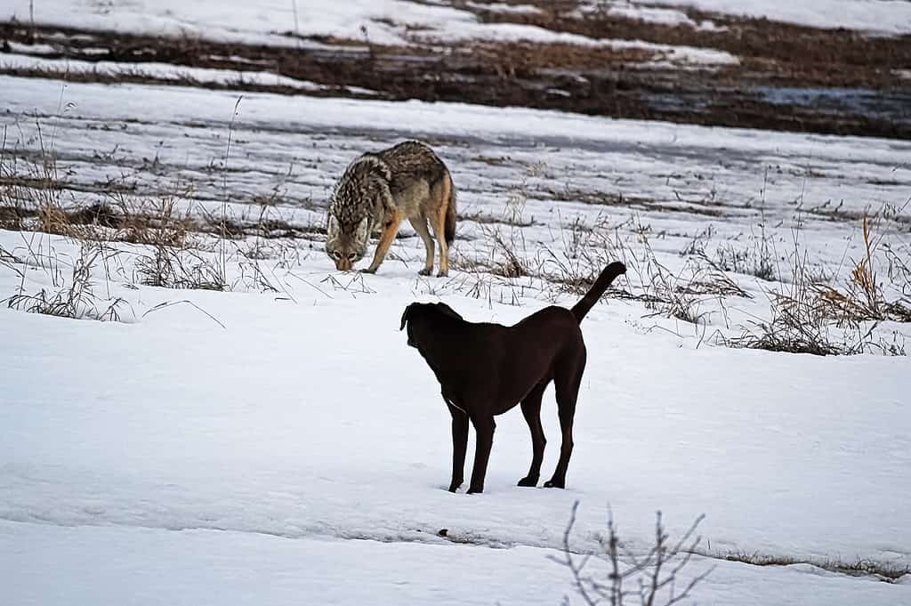 A domestic dog has it's first run in with a wild coyote