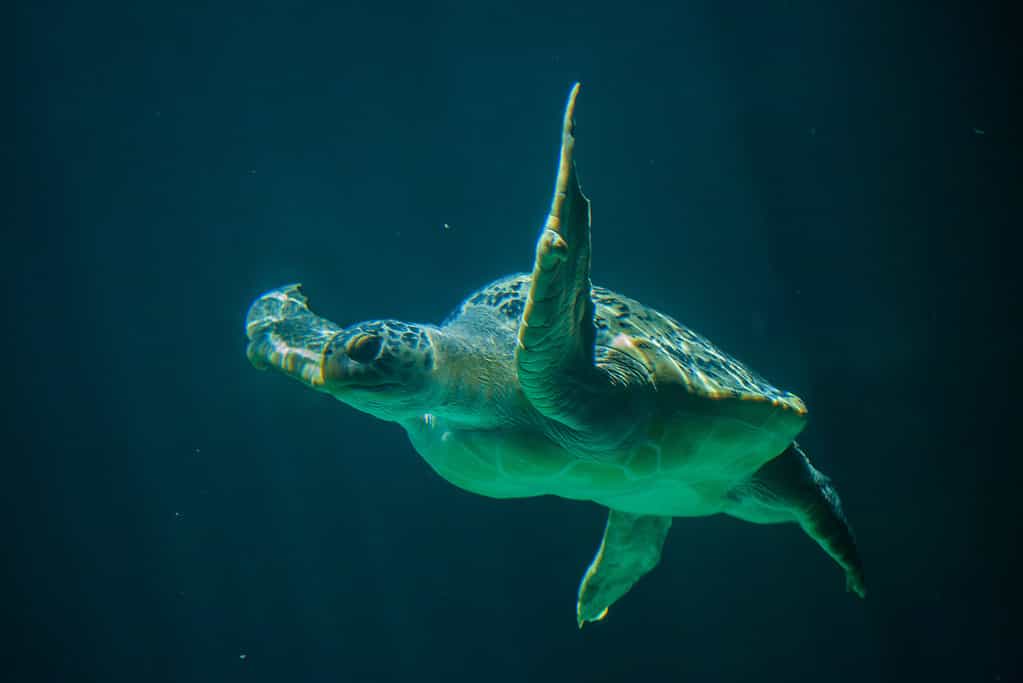 Green sea turtle : one of the fascinating animals of the galapagos islands(Chelonia mydas)