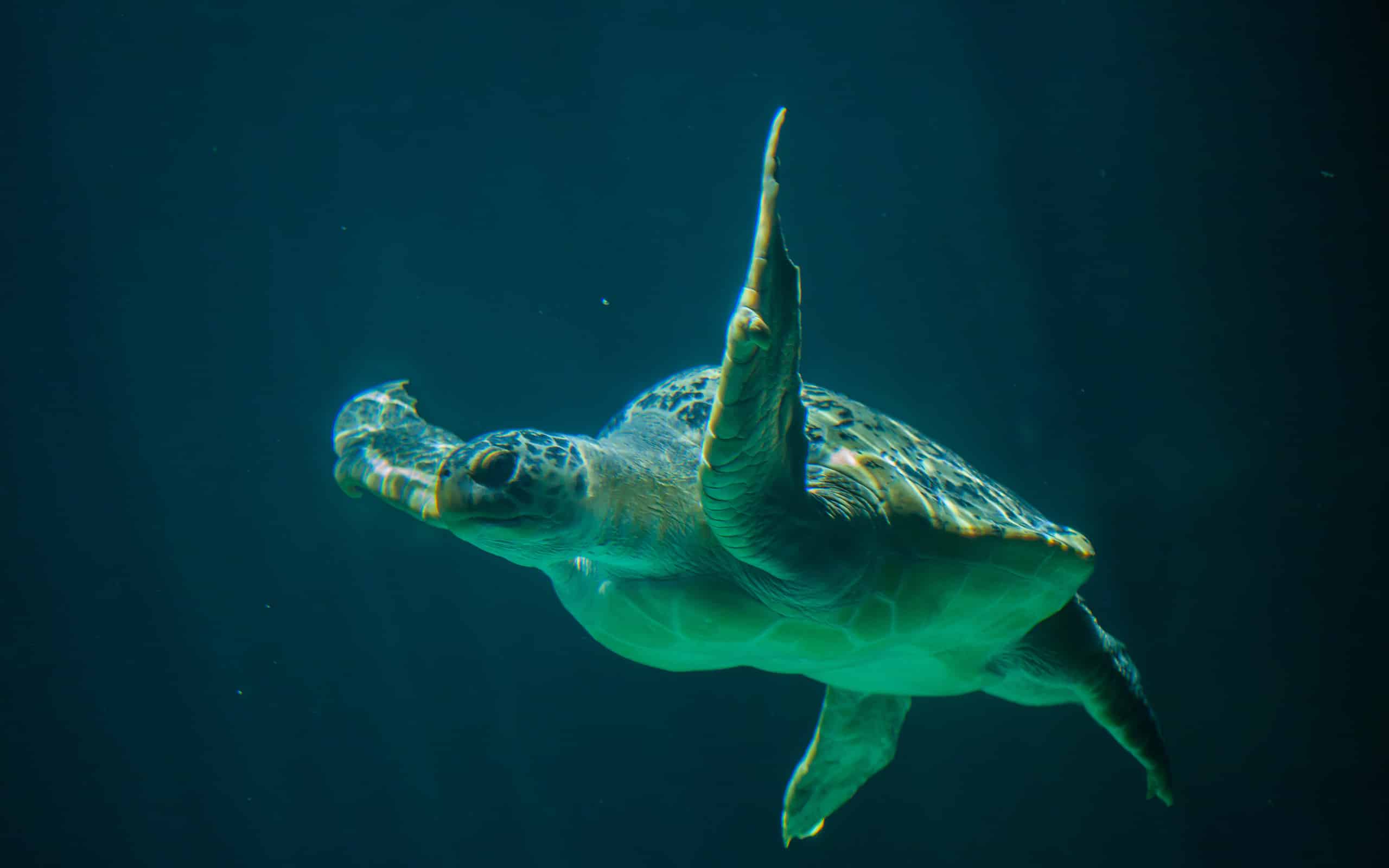 Green sea turtle : one of the fascinating animals of the galapagos islands(Chelonia mydas)
