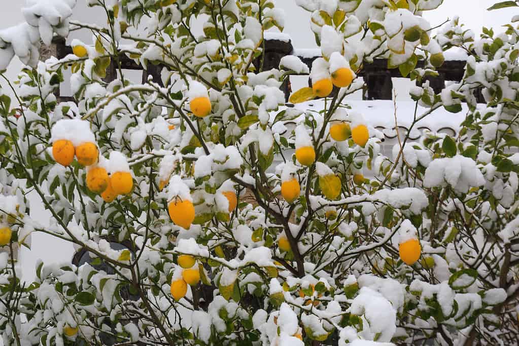 Detail of lemon tree under the snow