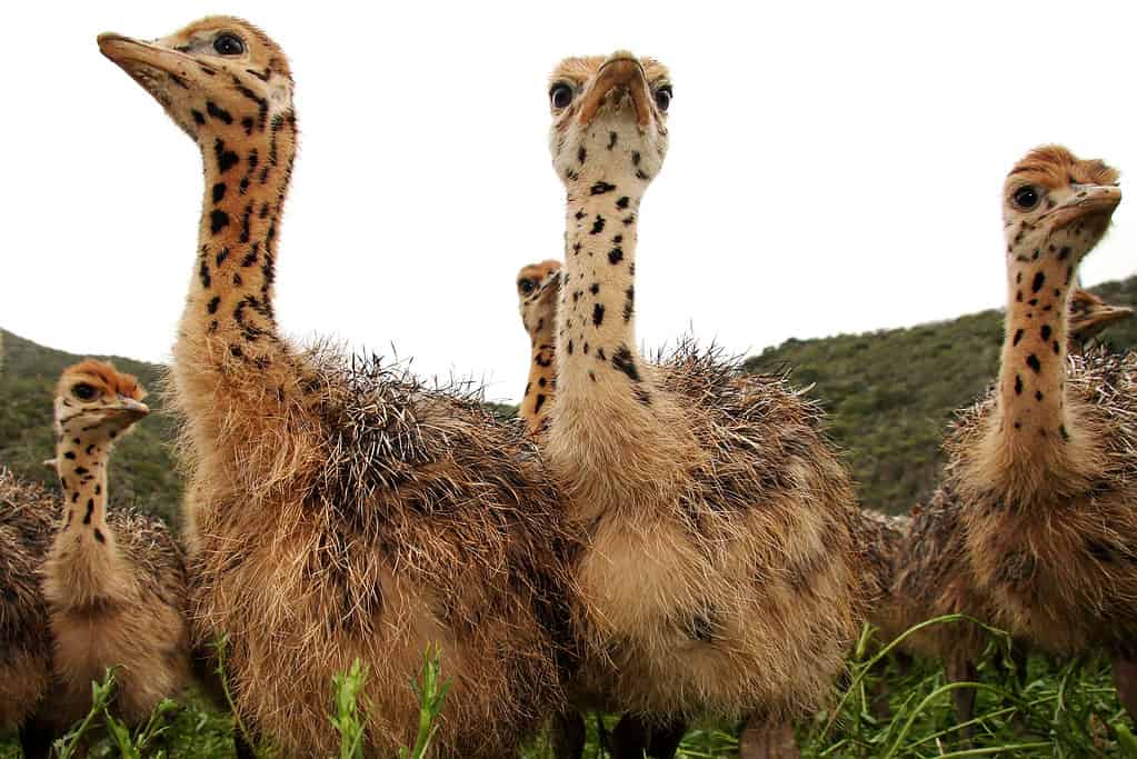 Curious Ostrich Chicks