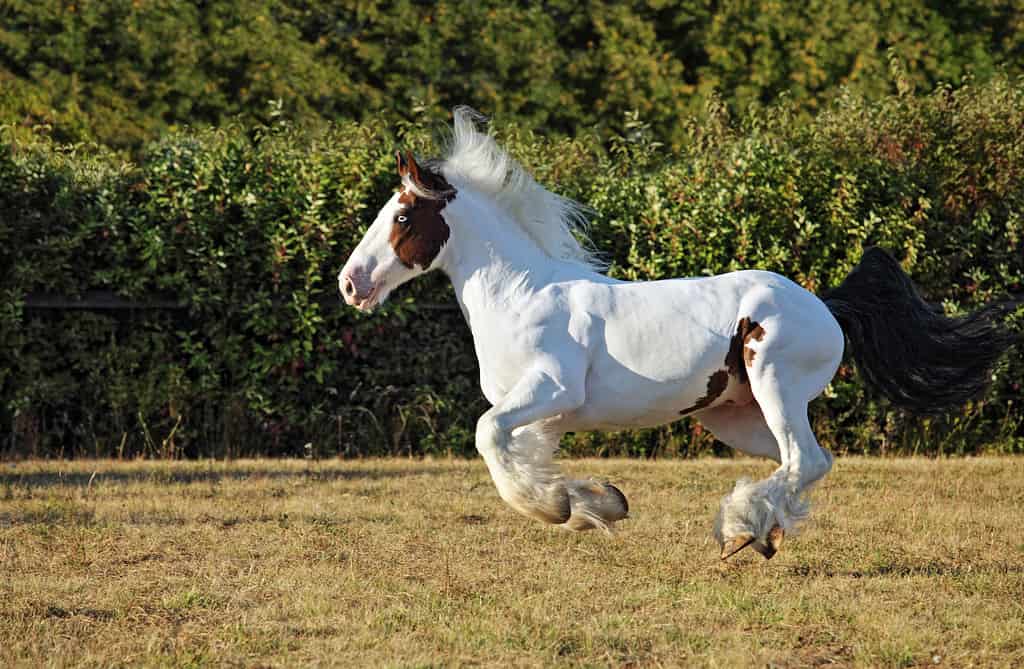 Gypsy Vanner Horse stallion runs gallop
