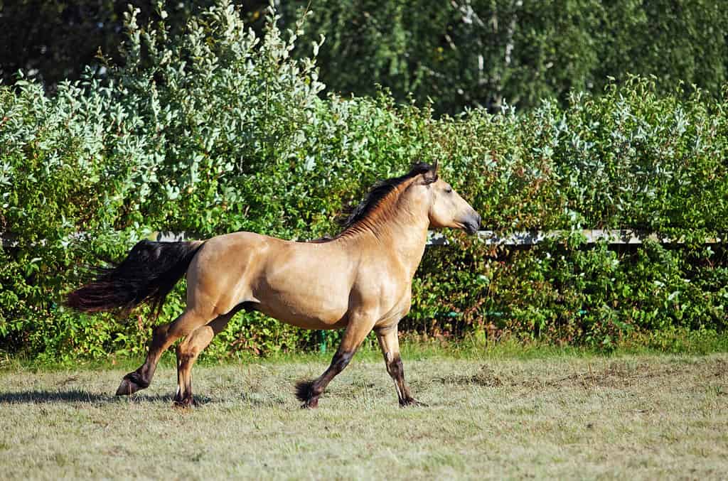 Paso Fino horse galloping in stud farm