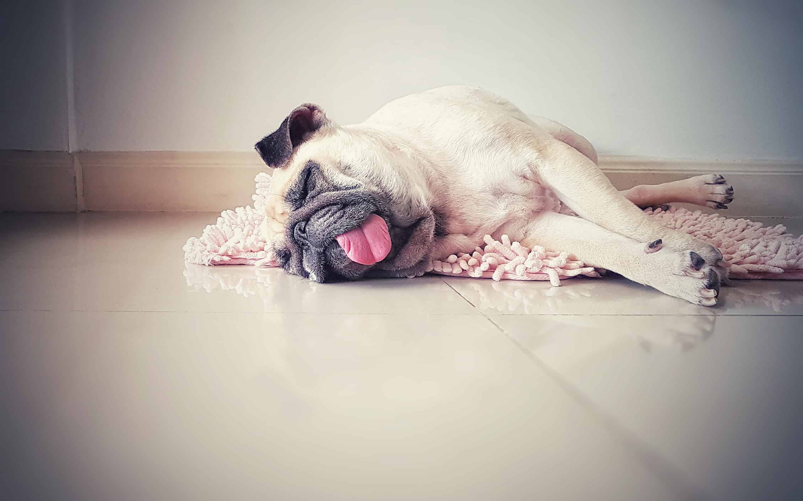 Cute pug dog sleep rest on the floor, over the mat and tongue sticking out in the lazy time