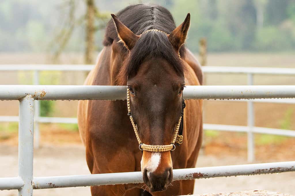 Oldenburg horse