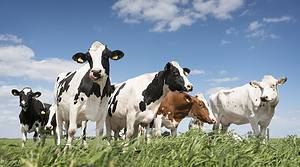 Which Cows Produce the Most Milk? Picture