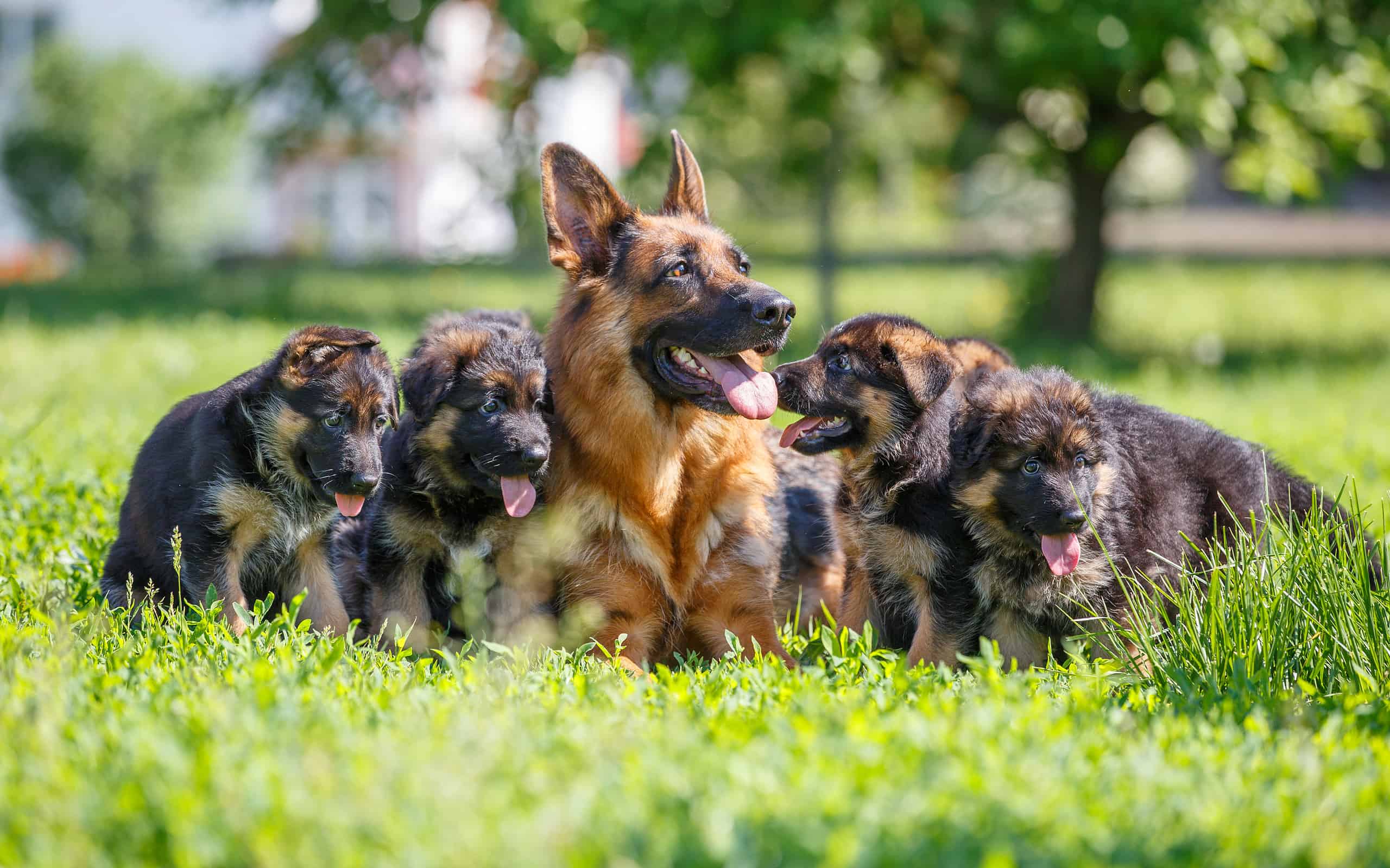 German shepherd with its puppies resting on grass