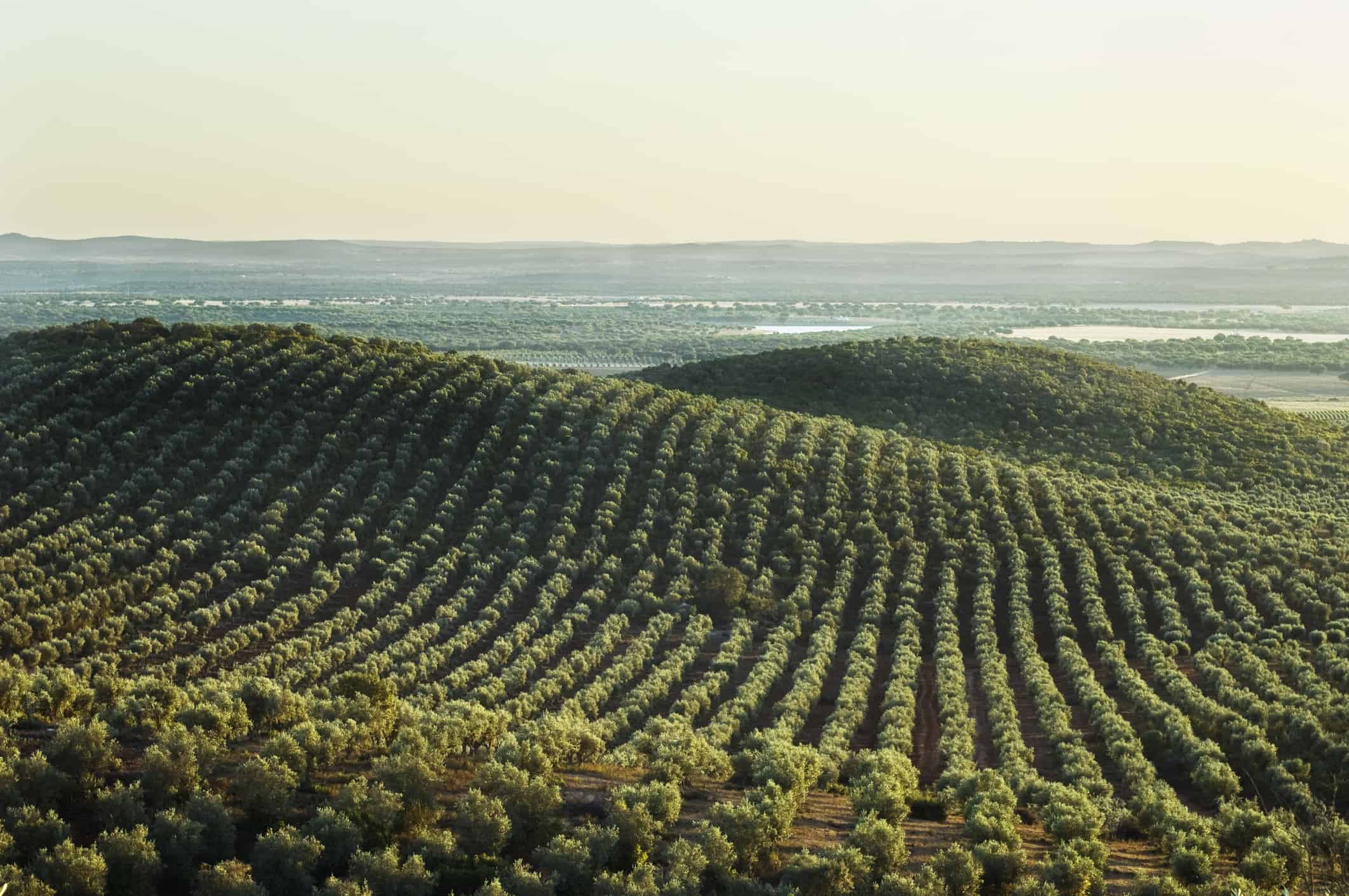 Olive grove landscape in Alentejo