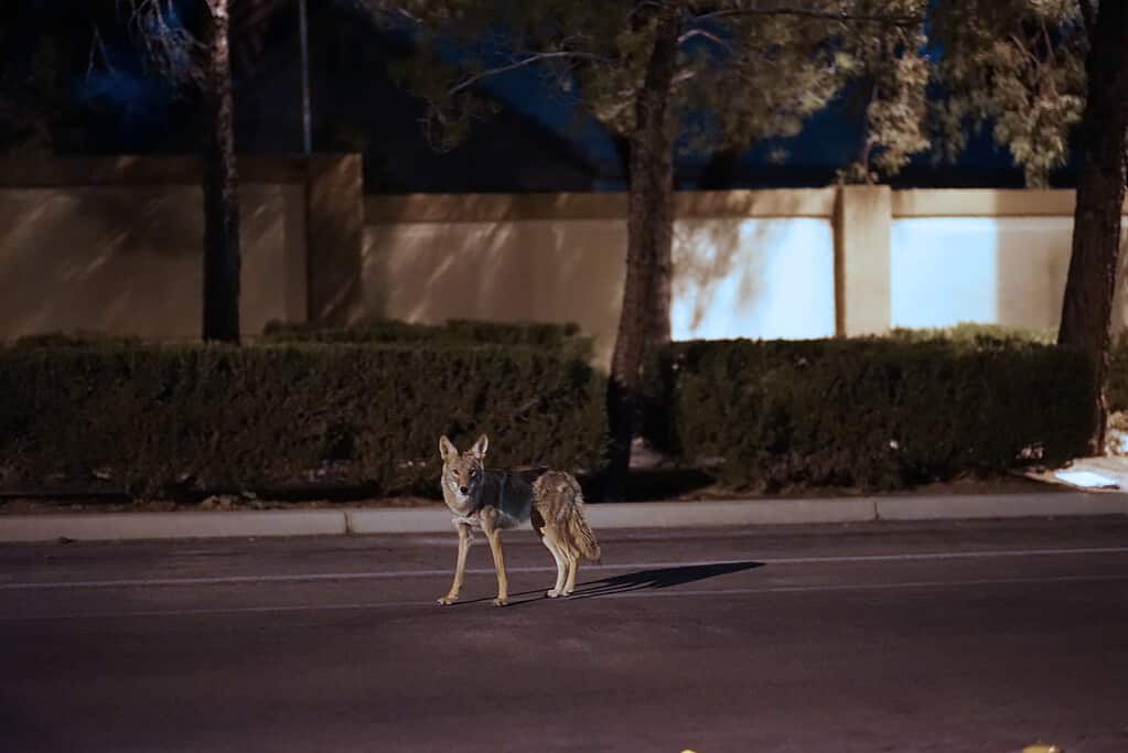 Coyote Roaming A Suburb Street