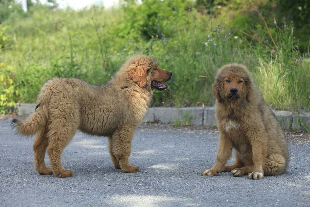 Tibetan mastiff