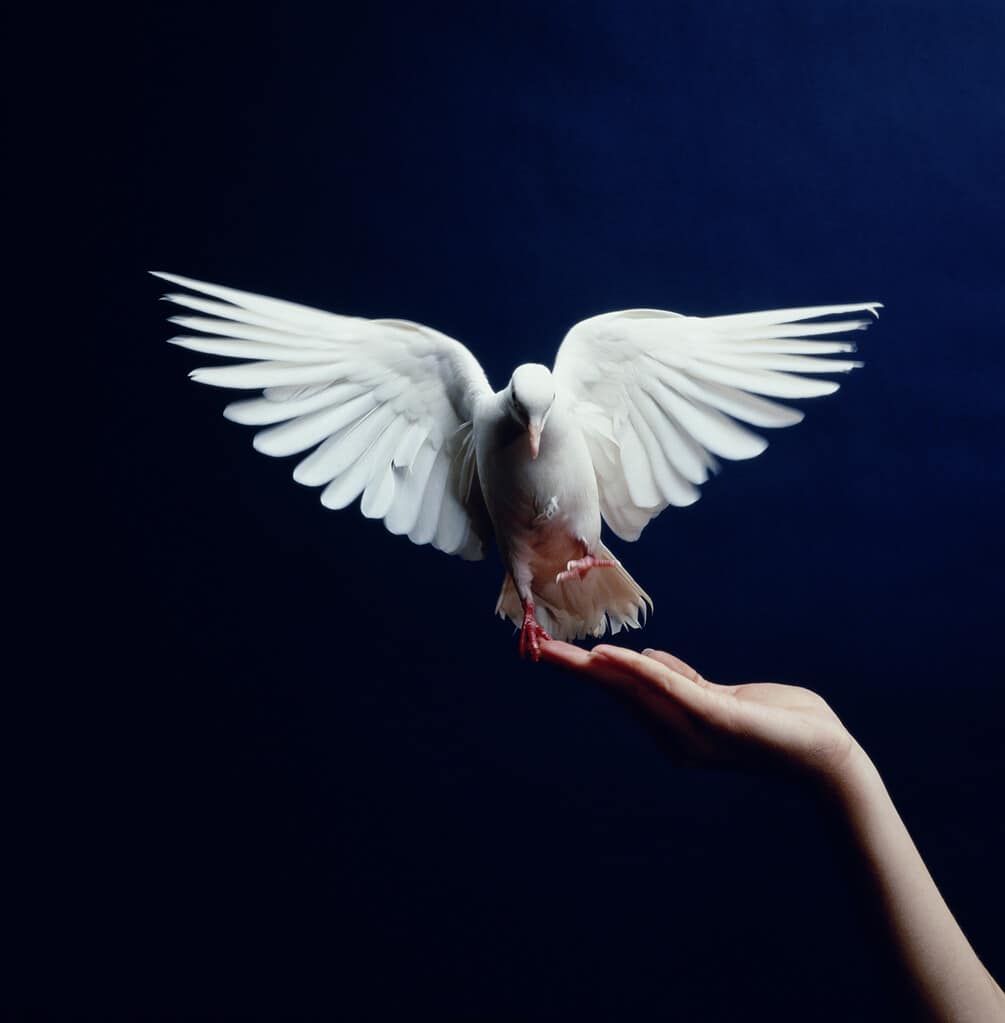 A beautiful white dove represents purity and freedom.