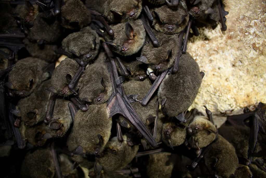 Gray bat (Myotis grisescens)