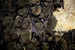 13 Bats in Ohio: Most Common Type and Risks Picture
