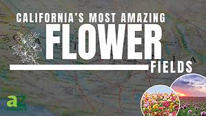 15 Incredible Flower Fields in California That Will Take Your Breath Away Picture
