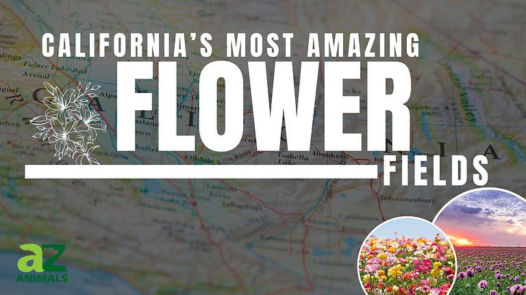 CA Flowerfields