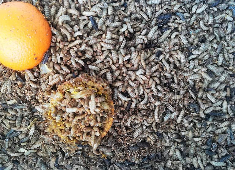 Black soldier fly larva