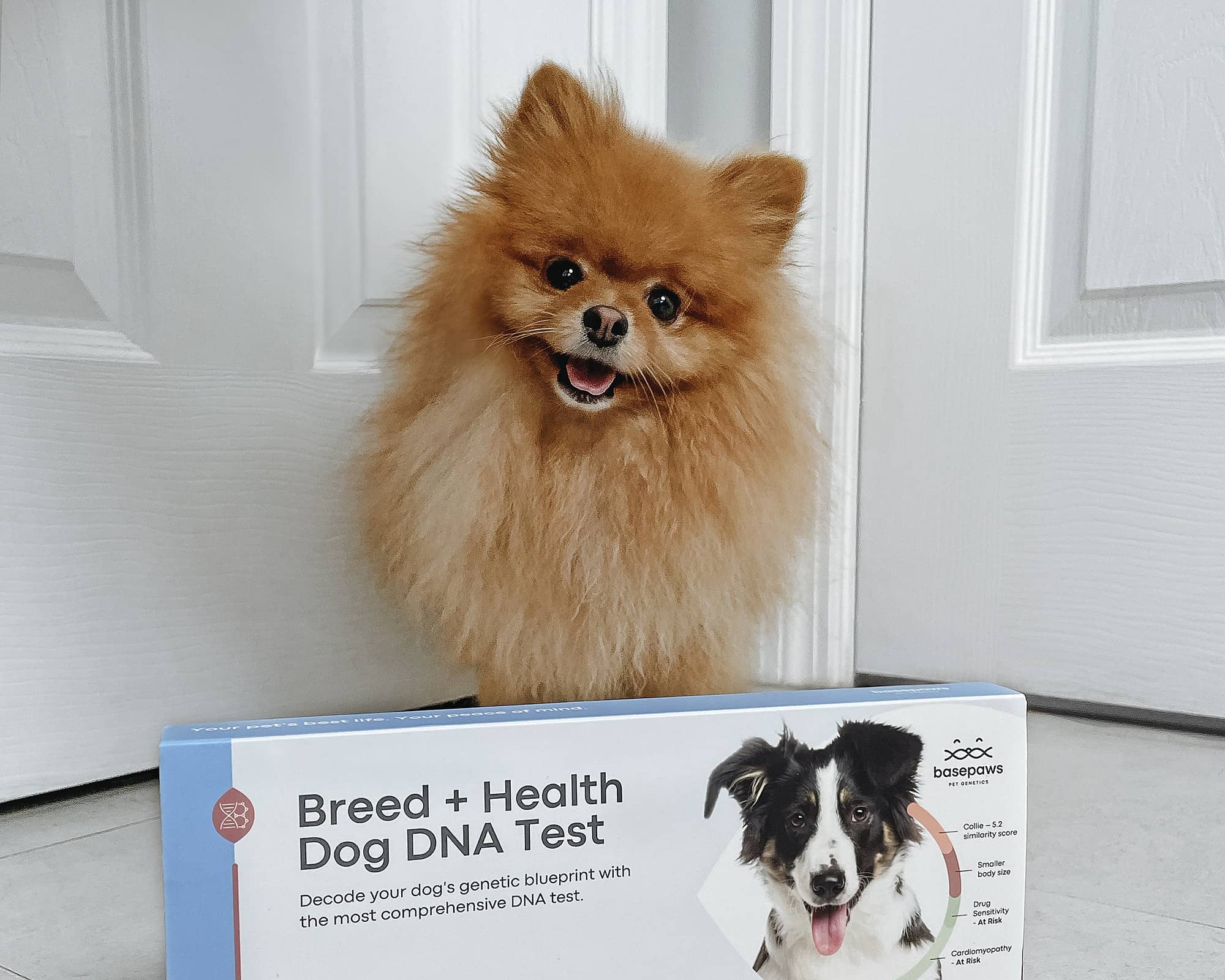 Basepaws breed and health dna test