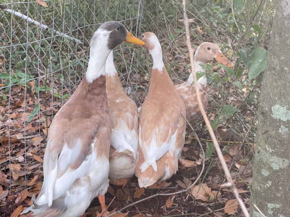 Owning Indian Runner Ducks: Juvenile to Adult