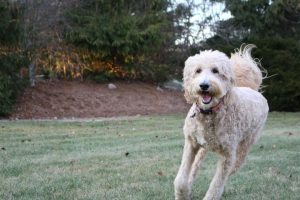 10 Common Labradoodle Personality Traits Picture