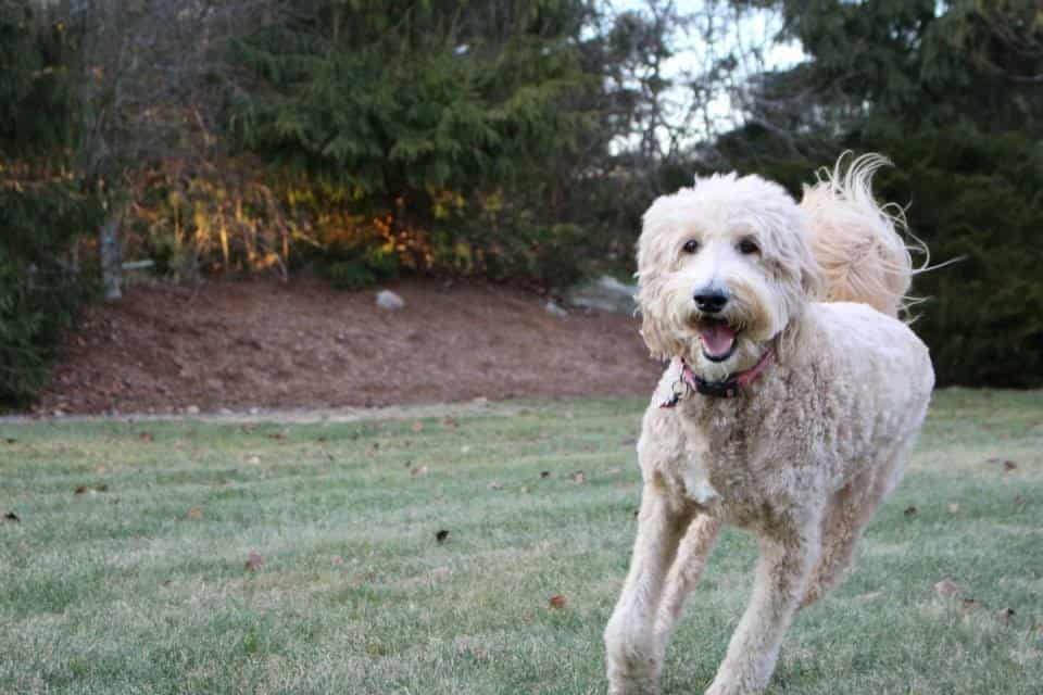 Labradoodle runs playfully in the backyard.