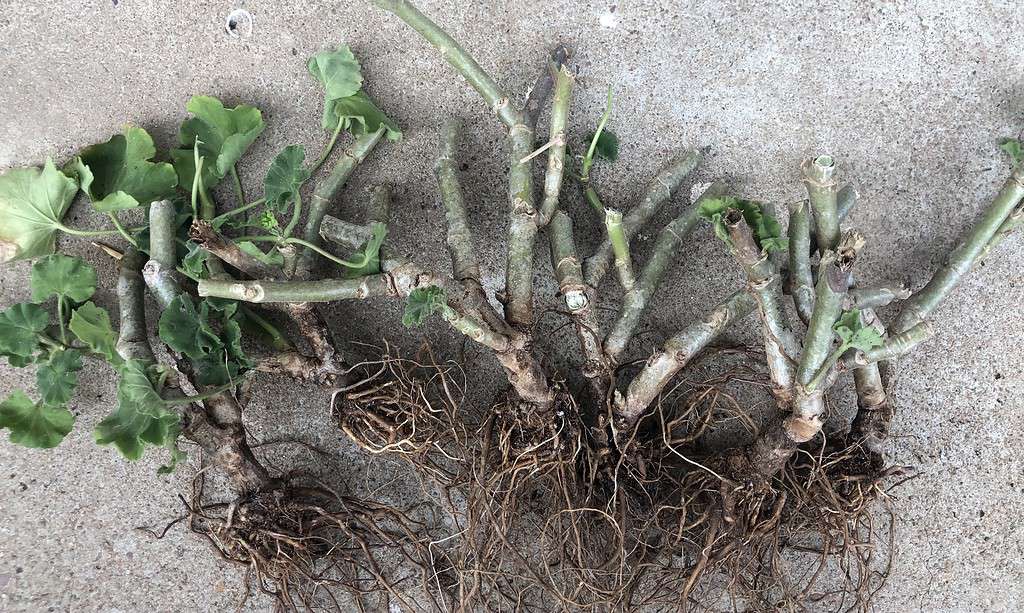 Photograph of bare roots on geranium plants for overwintering.