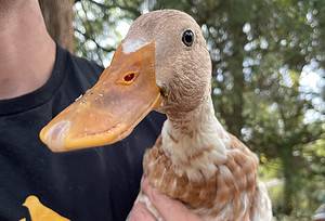 Owning Indian Runner Ducks: Complete Care Guide Picture