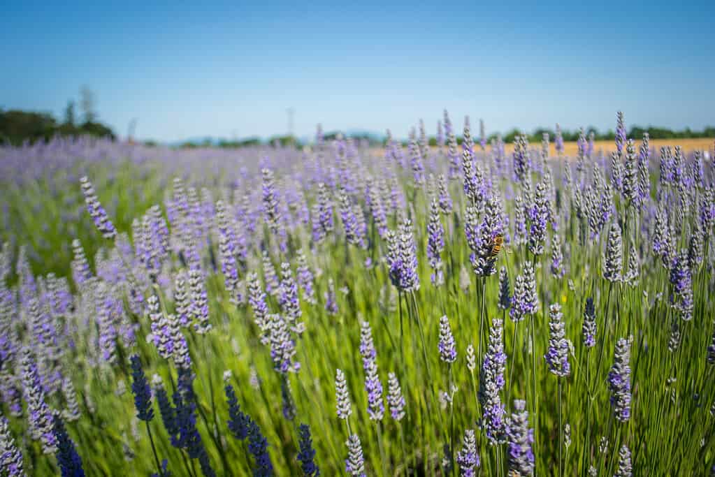 Lavender in Halsey, Oregon