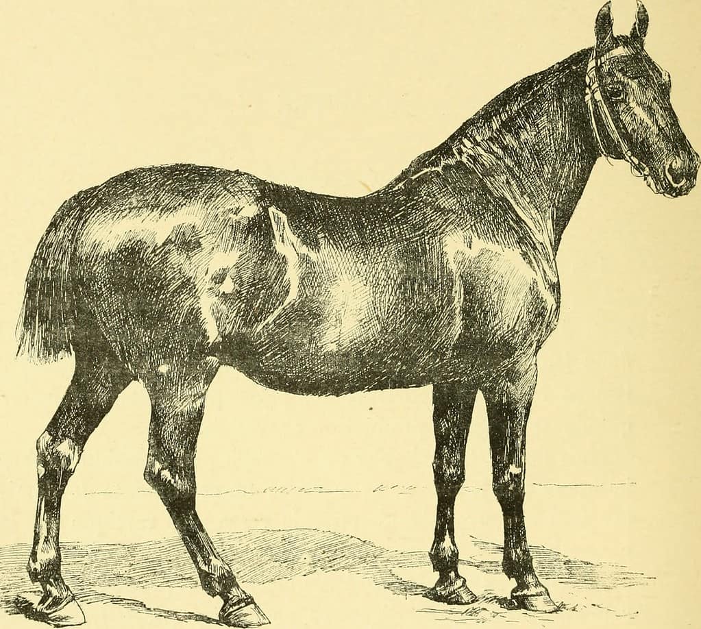 Oldenburg horse
