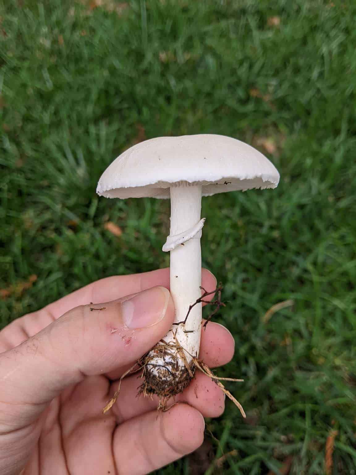 Types of White Mushrooms - A-Z Animals