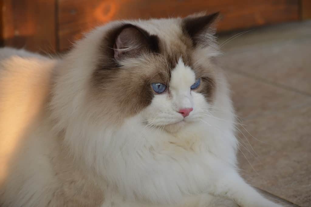 Ragdoll Colors: Rarest to Most Common - A-Z Animals