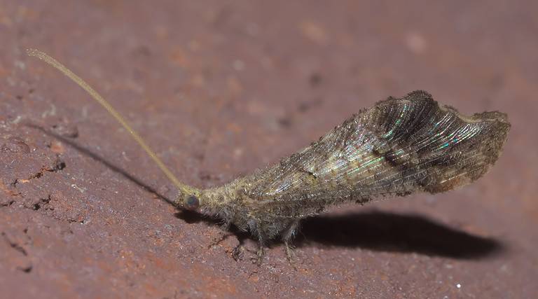 Beaded Lacewing