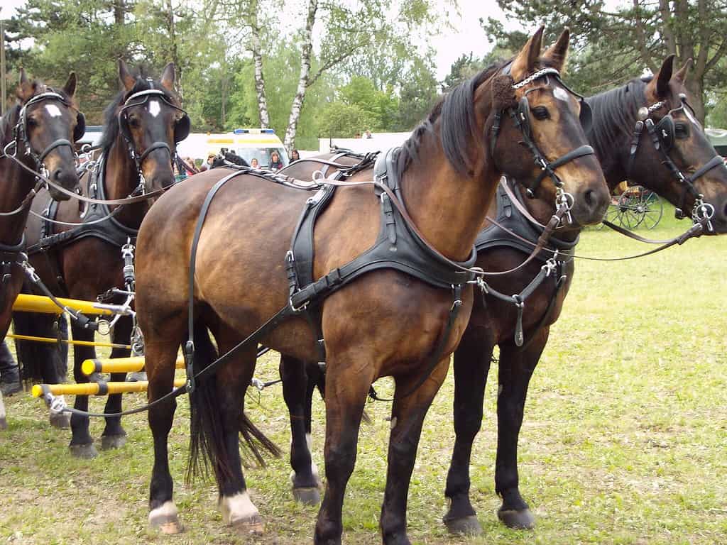 Oldenburg horse harness carriage