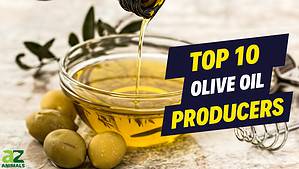 The 10 Countries That Produce the Most Olive Oil Picture