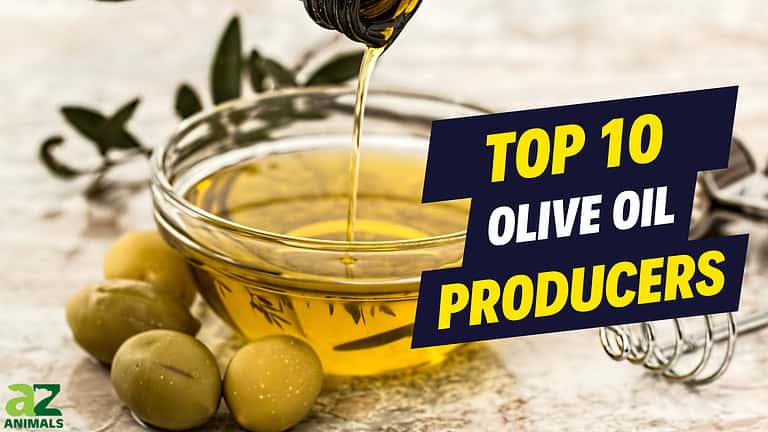 Olive Oil Producers