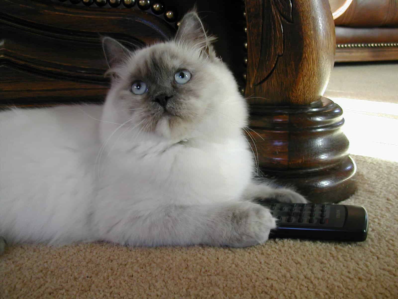 Ragdoll Colors Rarest to Most Common AZ Animals