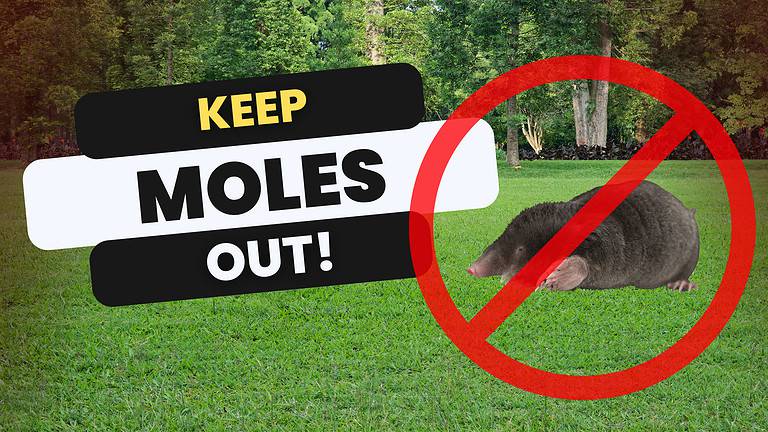 Mole Smells